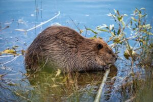 1920px-Beaver_48876665228-768x512.jpg