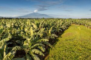 1_Banana_plantain_in_Costa_Rica-768x512.jpg