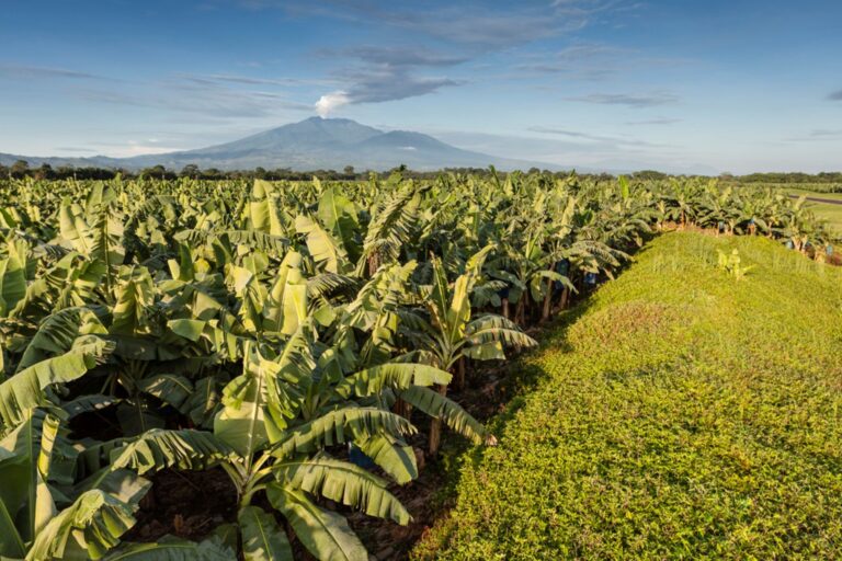 1_Banana_plantain_in_Costa_Rica-768x512.jpg