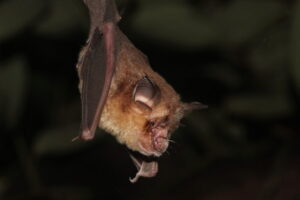 Banner_Rhinolophus_coelophyllus_Croslet-horseshoe-bat-e1784975703551-768x512.jpg