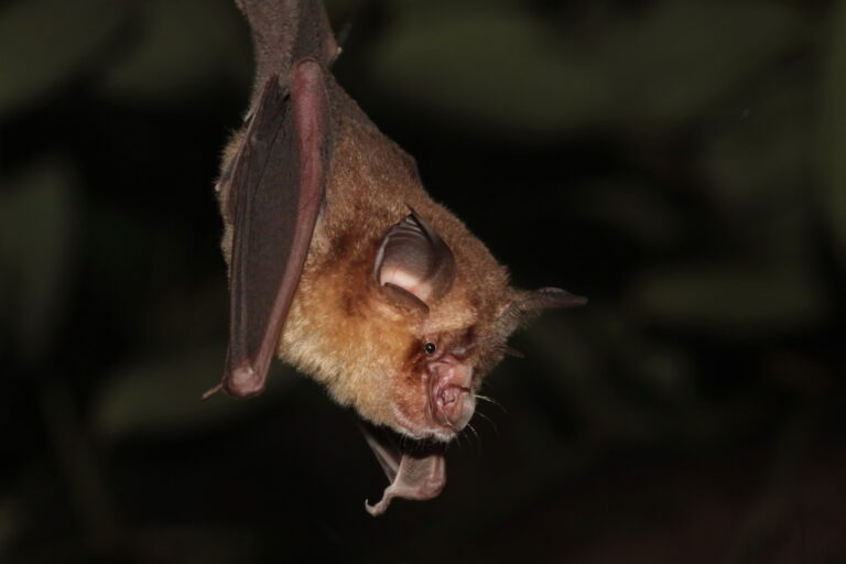Banner_Rhinolophus_coelophyllus_Croslet-horseshoe-bat-e1784975703551-768x512.jpg