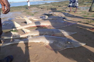 Blackchin-guitarfish-02-768x512.jpg