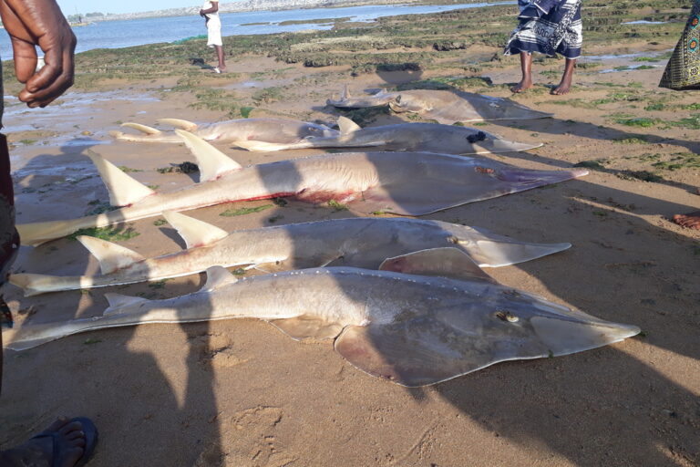 Blackchin-guitarfish-02-768x512.jpg