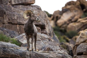 Desert-Solitaire_Bighorn-in-Joshua-Tree-National-Park-768x512.jpg
