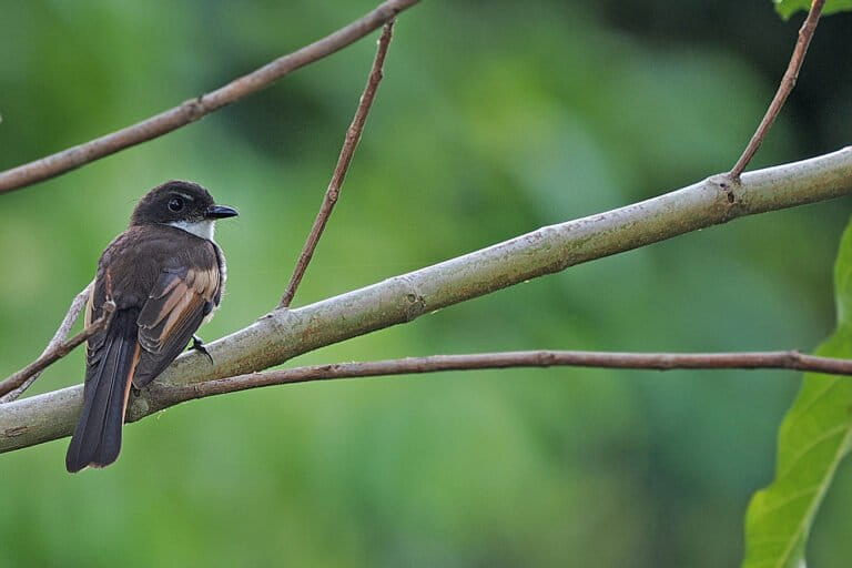 Fantail-e1784783558438-768x512.jpeg