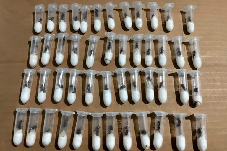 Fauna_paqueteria_2-768x512.jpg