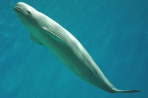 Finless_Porpoise_japan-768x512.jpg
