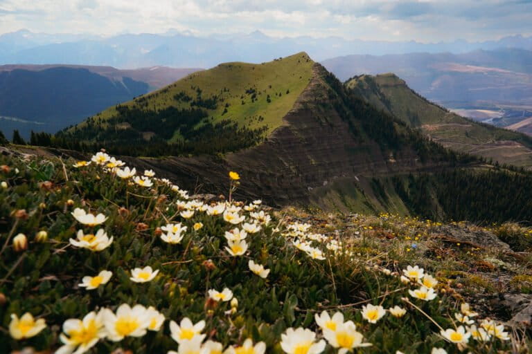 Image-4-Castle-Mountain-Grasslands-Siobhan-Williams-1-1-768x512.jpg
