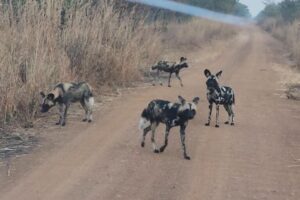 LC202607_WildDogsKasungu_004_1108644-768x512.jpeg