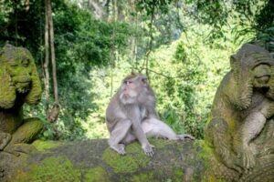 Long_Tailed_Macaque-1-768x512.jpg