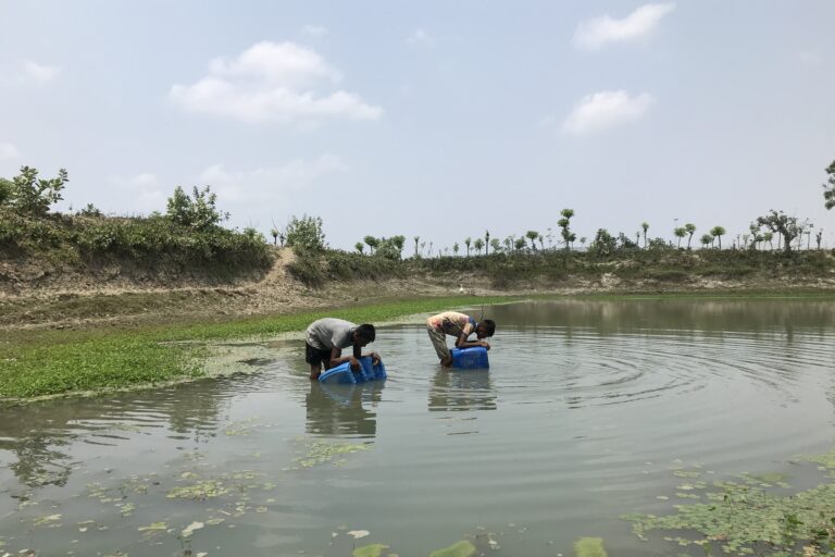 Water-collection-from-pond-768x512.jpg