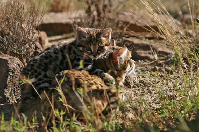 black-footed-cat-768x512.jpg