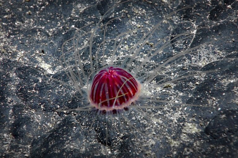 dive05-benthic-jelly-768x512.jpg