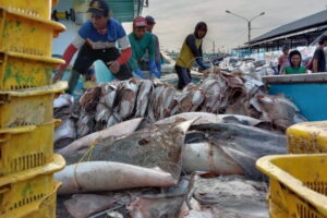 hasil-tangkapan-ikan-kapal-nelayan-tegal-1536x1152-1-768x512.jpeg