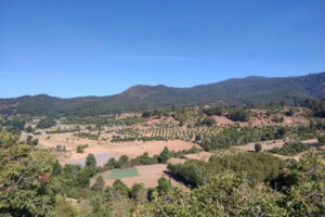 plantations-768x512.jpeg