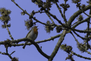 robin-768x512.jpg