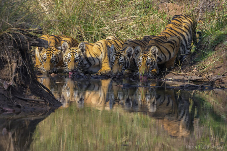 tigers-drink-water-1-768x512.jpg