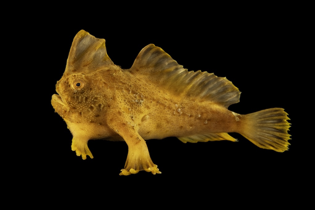 06_Female-red-handfish_black-BG_cr-Joel-Sartore-National-Geographic-Photo-Ark_NG-3002036.jpg
