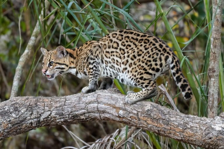 082_Ocelot_in_Encontro_das_Aguas_State_Park_Photo_by_Giles_Laurent-2-768x512.jpg