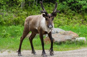 1-Caribou.jpg
