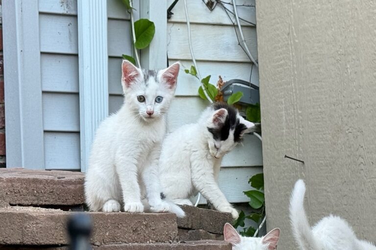1-Neighborhood-Cats-768x512.jpg