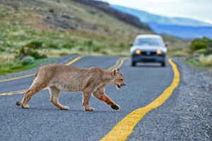 1-cougar-on-road.jpg