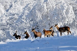 1-deer-in-snow-768x512.jpg