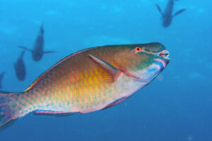 1-parrotfish-768x512.jpg