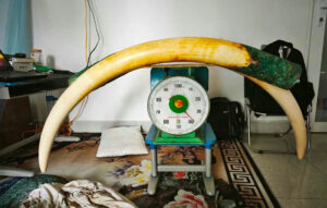 2-elephant-tusk-offered-for-sale.jpg