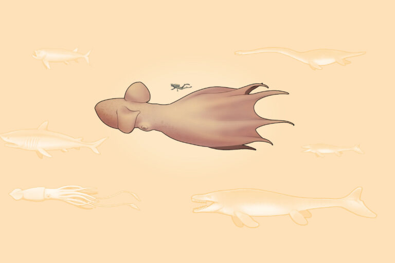 2026_066_AA_Octopus_Banner-v3-768x512.jpg