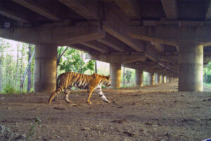 9.-Tigress-negotiating-an-underpass-768x512.jpg