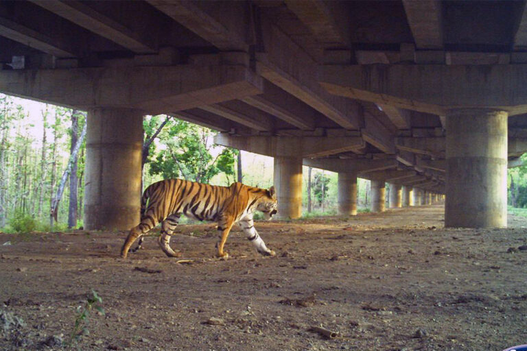 9.-Tigress-negotiating-an-underpass-768x512.jpg