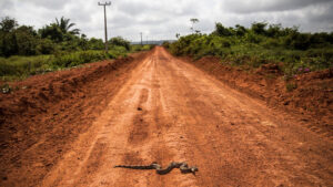 AP19273713038690-snake-on-road.jpg