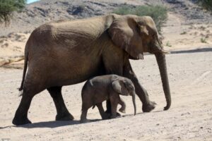 African-savanna-elephants-in-Namibia.-Image-by-Rhett-A.-ButlerMongabay.-768x512.jpg