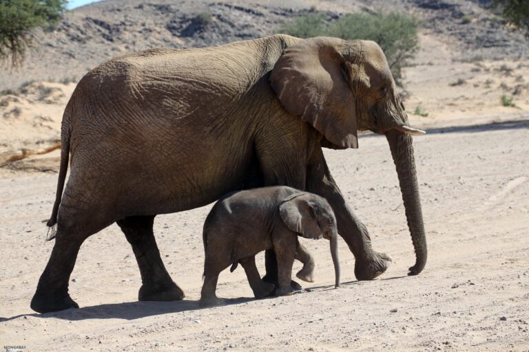 African-savanna-elephants-in-Namibia.-Image-by-Rhett-A.-ButlerMongabay.-768x512.jpg