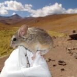 UNICORN778 These mice live on volcano summits at extreme elevations. Study finds how Peluang Terburuk Saat Bermain Slot Online