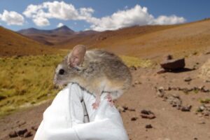 Andean-leaf-eared-mouse-Jay-Storz-768x512.jpeg