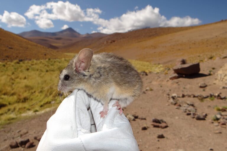 Andean-leaf-eared-mouse-Jay-Storz-768x512.jpeg