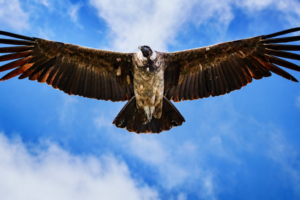 AndeanCondor-768x512.png