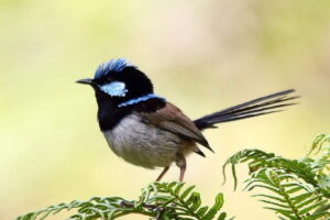BANNER-superb-fairywren-768x512.jpg