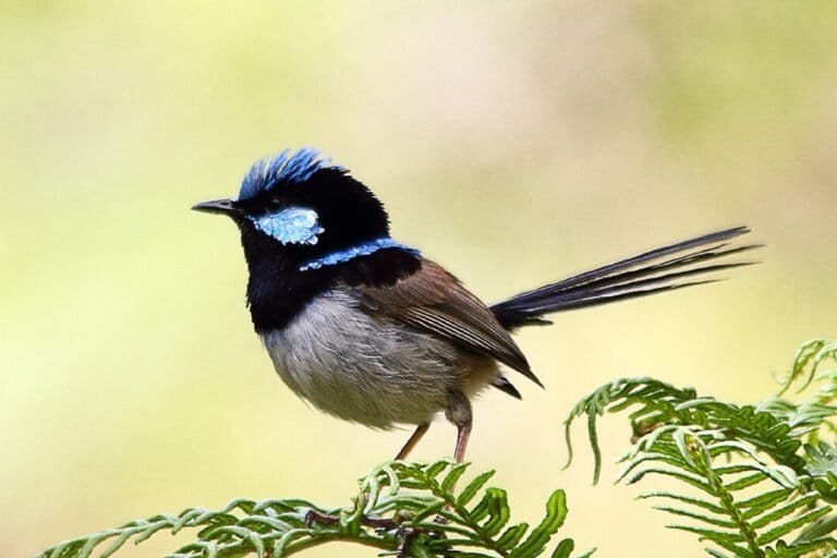 BANNER-superb-fairywren-768x512.jpg