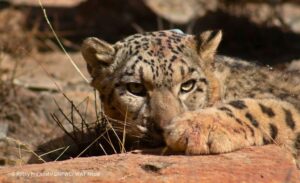C2A9-Rocky-Prajapati-DNPWC-WWF-Nepal-2.jpg
