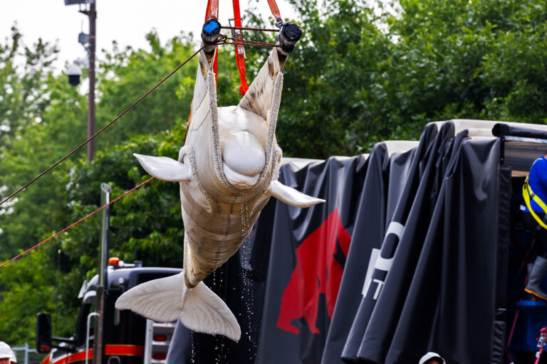 C2A9Shedd-Aquarium-Brenna-Hernandez_Beluga-Rescue_1400_-768x512.jpg
