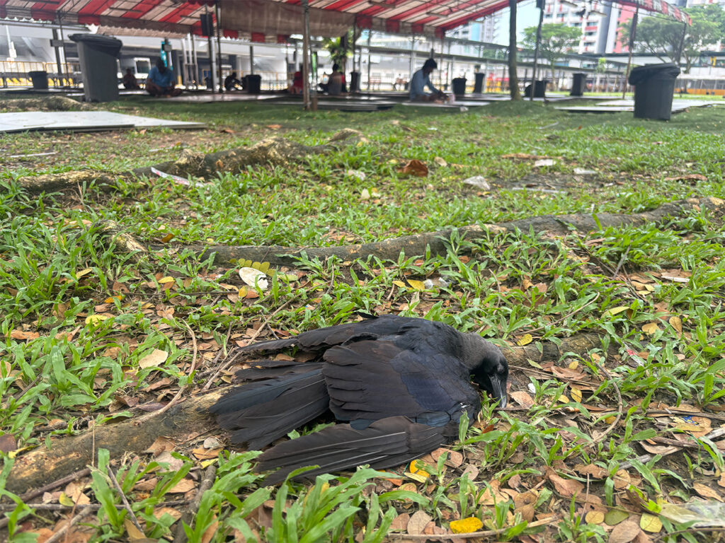 Crow-poisoned-Sungei-Tengah-dorm-July-2026-1.jpg