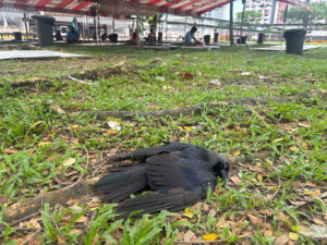 Crow-poisoned-Sungei-Tengah-dorm-July-2026-1.jpg