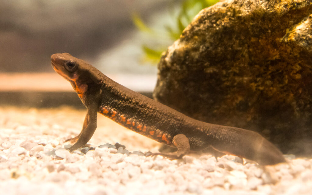Cynops-pyrrhogaster.jpg
