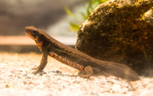 Cynops-pyrrhogaster.jpg