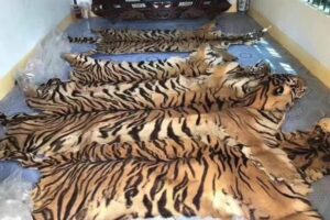 ELI-multiple-tiger-skins-768x512.jpg