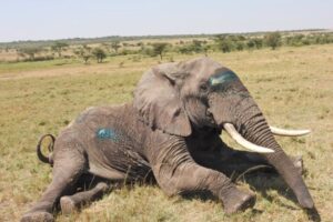 Elephant-in-Amboseli-768x512.jpg