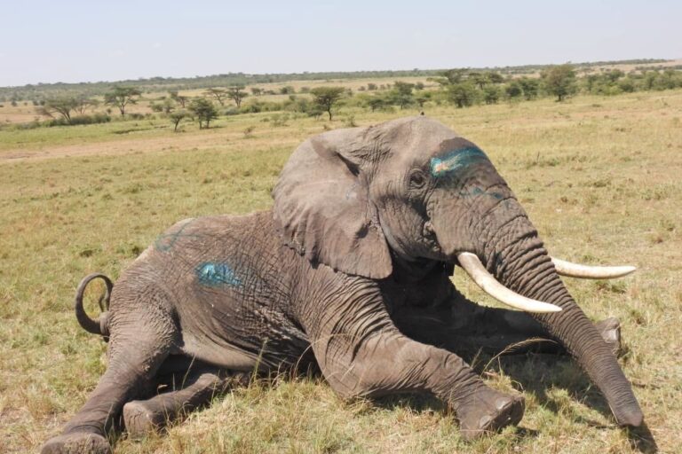 Elephant-in-Amboseli-768x512.jpg